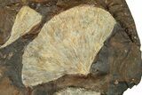 Three Paleocene Fossil Ginkgo Leaves - North Dakota #269486-2